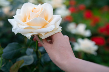 Women hand holding yellow rose in garden.