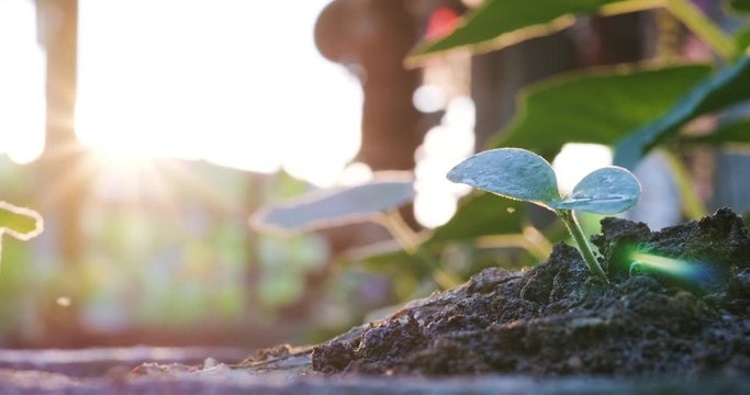 Small dicotyledon plant growing on soil by hand plantation with water sun light ecology concept