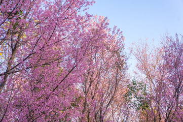 Wild Himalaya Cherry blossom forest