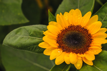 macro sunflower