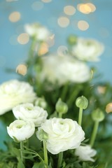 Ranunculus white bouquet  on a blue background with golden bokeh. Fresh white  ranunculus with buds. Delicate floral white-blue background. Greeting card for wedding, international women's day