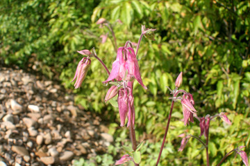 pink flower in the garden