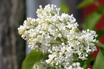 white flowers in the garden