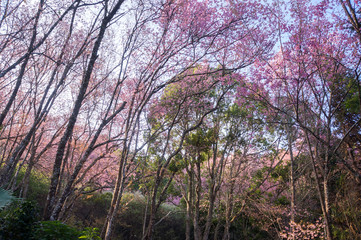 Wild Himalaya Cherry blossom forest