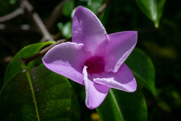 Tropical flower in a garden