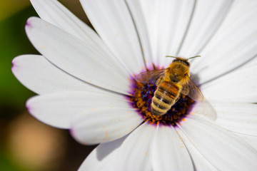 bee on a flower