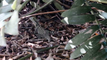 Water Dragon Lizzard in tropical plants