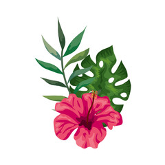 Fototapeta na wymiar natural flower of pink color with branch and leafs vector illustration design