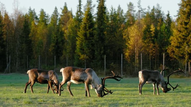Herd of Reindeers grazing on the green field in Lapland, Finland. 