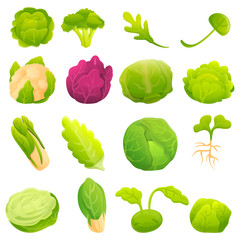 Cabbage icons set. Cartoon set of cabbage vector icons for web design