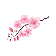 Fototapeta na wymiar Vector illustration with sakura branch drawn in realistic style. Delicate petals of blooming cherry. Decorating Japanese spring holiday background postcards postcards and banners.