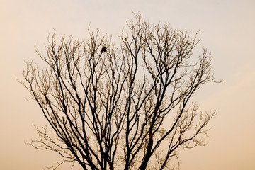 branches of tree. branch on a background of sky. silhouette tree.