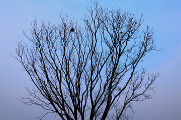 branches of tree. branch on a background of sky. silhouette tree.