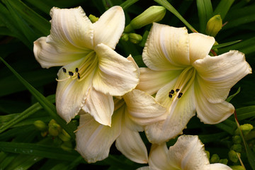 Several large white flowers of a hemerocallis of a grade White dragon.