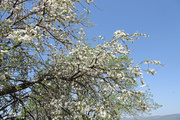 branches of a spring blossoming apple tree against the sky