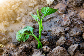 Planting sweet potatoes with vines in the winter.