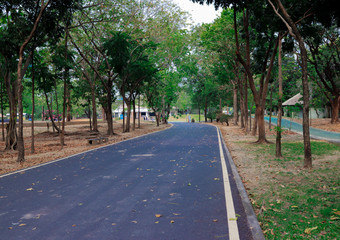 Park roads and bike roads, trees, grasslands, leaves, nature.