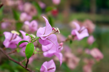 close up pink bougainvillea flower. plant life in garden.