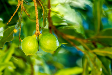 Close up of fresh macadamia nuts hanging on its tree in fruit plantation