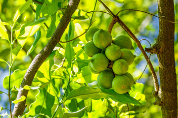 Cluster of fresh macadamia nuts hanging on its tree in fruit plantation