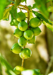 Cluster of fresh macadamia nuts hanging on its tree in fruit plantation