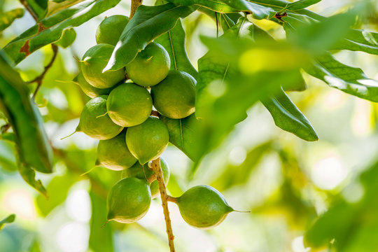 Cluster of fresh macadamia nuts hanging on its tree in fruit plantation