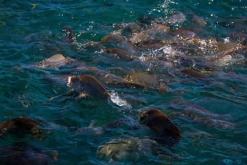 Fototapeta premium Fish feeding frenzy