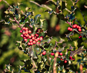 Holly red berries, Ilex aquifolium plant. Holly green foliage with mature red berries.