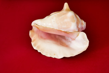 Prehispanic instrument of Mexico, Caracol Azteca