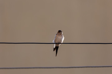Bird on wire