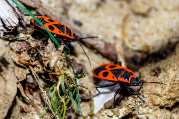 земля, насекомые, солдатики
