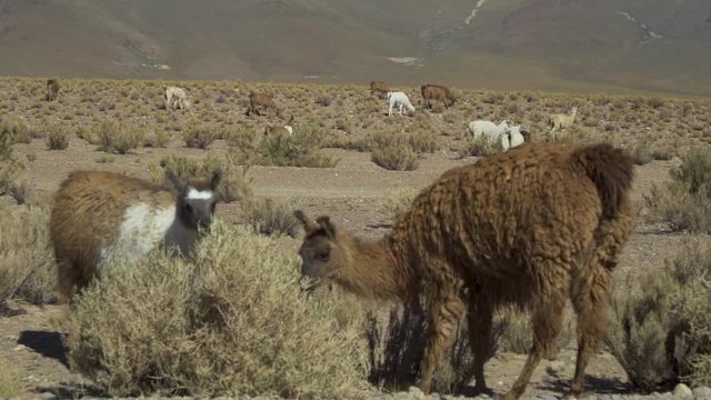 LLamas on Ruta "40" from South to North Argentina.  The llama (Lama Glama) is a domesticated South American camelid