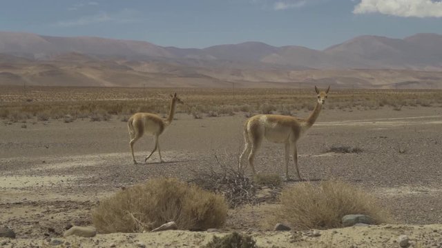 Vicuna on Ruta "40" from South to North Argentina.  Vicuna is a subspecies of The llama (Lama glama). And is a domesticated South American camelid