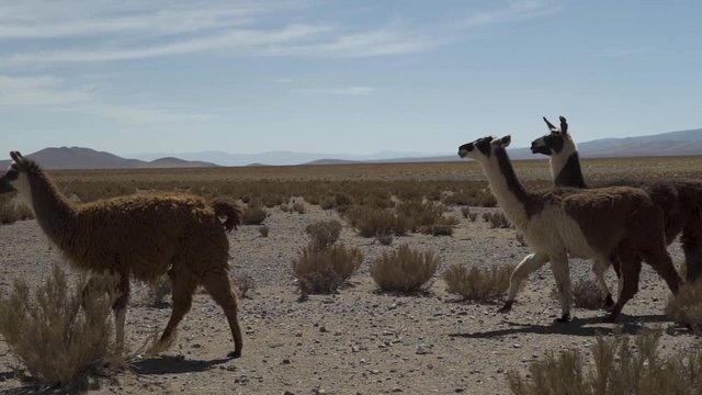 LLamas on Ruta "40" from South to North Argentina.  The llama (Lama Glama) is a domesticated South American camelid