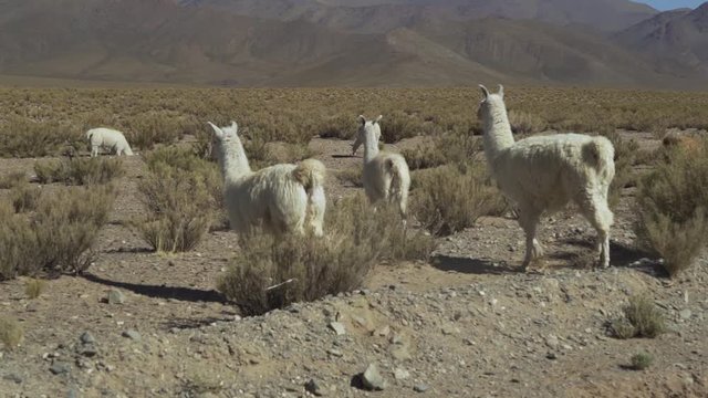 LLamas on Ruta "40" from South to North Argentina.  The llama (Lama Glama) is a domesticated South American camelid. Endangered species