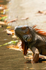 Male iguana developing an orange to orange-red coloring for breeding season