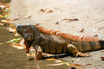 Male iguana developing an orange to orange-red coloring for breeding season