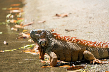 Male iguana developing an orange to orange-red coloring for breeding season