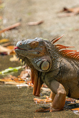 Male iguana developing an orange to orange-red coloring for breeding season