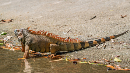 Male iguana developing an orange to orange-red coloring for breeding season