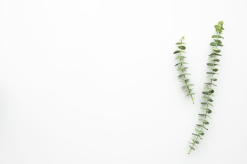 Branches of eucalyptus are on top of white table. Top view with copy space, flat lay.