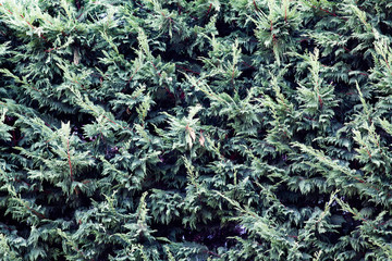abstract background of evergreen fir branches