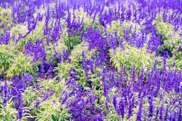 Lavender flower natural background, landscape close up selectived focous
