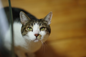 じっと見る猫ちゃん