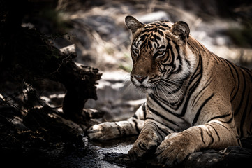 ranthambore wild male bengal tiger extreme close up Fine art image or portrait at ranthambore national park or tiger reserve, rajasthan, india - panthera tigris