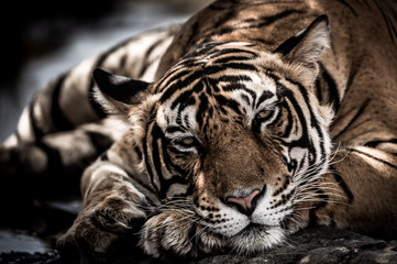 Obraz premium ranthambore dziki samiec tygrysa bengalskiego ekstremalne zbliżenie Zdjęcie artystyczne lub portret w parku narodowym Ranthambore lub rezerwacie tygrysów, Radżastan, Indie - Panthera tigris