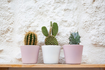 small cacti in pastel colored pots