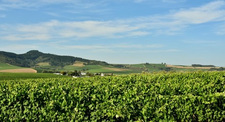 Fototapeta na wymiar Landscape with a green Vineyard and blue sky