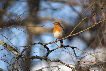 Robin on tree branch