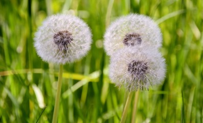 Close up of a spring meadow with dandelion blow balls